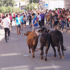 Los cuellaranos «de tapas, cañas y vacas» por San Miguel