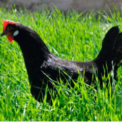 La gallina negra castellana protagonista en Madrid Fusión
