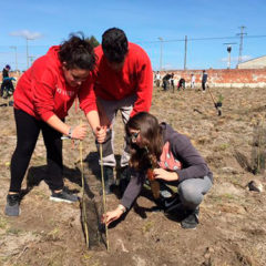 Estudiantes de Cuéllar y Coca realizan un plantación de árboles en el IES Marqués de Lozoya