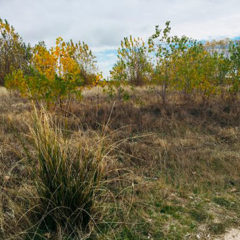 ‘No vehículos’ en el entorno de la laguna del Espadañal para proteger a la ‘Carex arenaria’