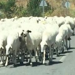 3 mujeres heridas tras chocar un turismo contra varias ovejas entre Aguilafuente y Escalona