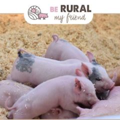 ‘Be rural, be muy friend’ campaña de INNOPORC sobre los beneficios de la vida en el mundo rural