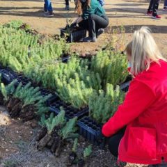 Cruz Roja planta 2520 árboles para reducir  la huella del carbono