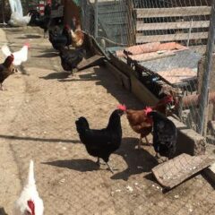 Declarado un foco de gripe aviar en una explotación de gallinas en Íscar