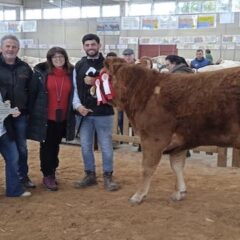 Una vaca segoviana ‘campeona’ en el Salón del Vacuno de Salamanca